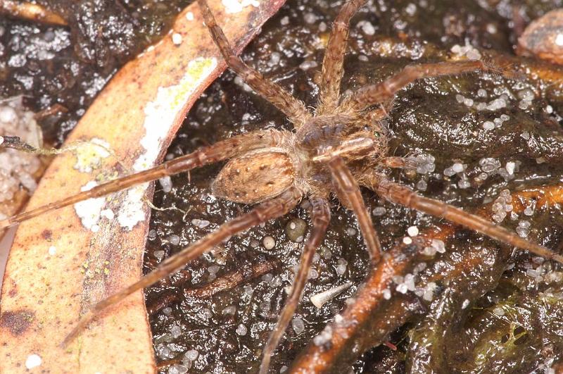 Dolomedes_ZZ624_D7941_Z_88_North Stradbroke island_Australie.jpg